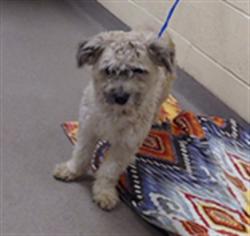 Shelter Stray Male Dog last seen Near BLOCK W BAYAUD AVE, DENVER CO 80223, 1241 W Bayaud Ave, Denver, CO 80223, USA