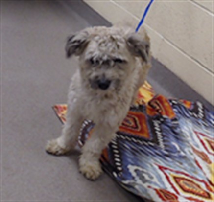 Shelter Stray Male Dog last seen Near BLOCK W BAYAUD AVE, DENVER CO 80223, 1241 W Bayaud Ave, Denver, CO 80223, USA