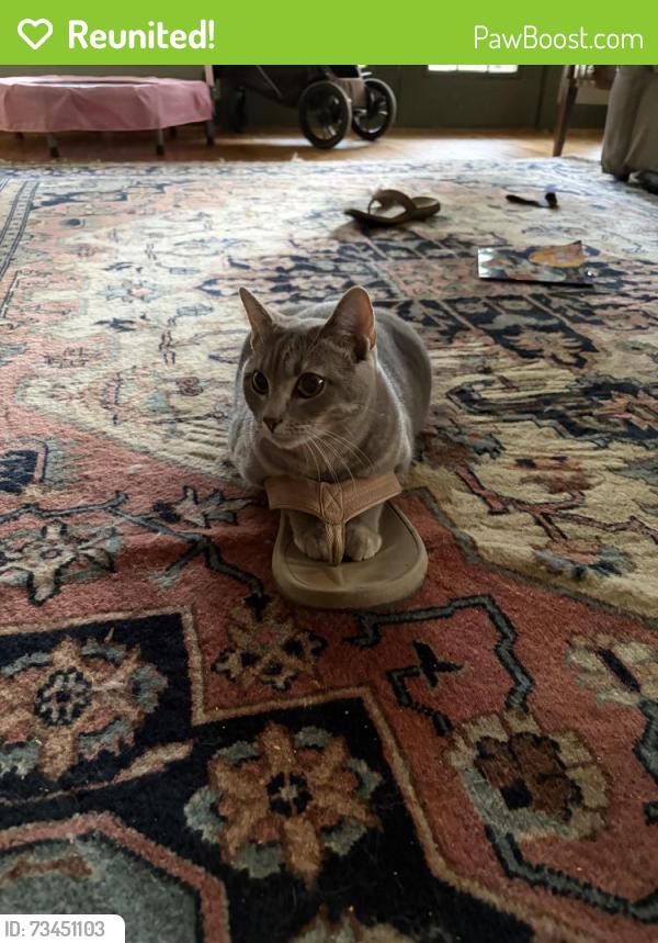 Reunited Female Cat last seen Chalkville mtn rd, Trussville, AL 35173