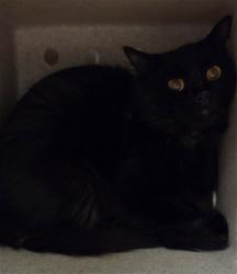 Shelter Stray Unknown Cat last seen , 232 Eslinger Way, Sanford, FL 32773, USA