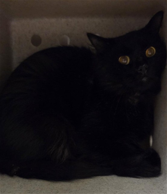 Shelter Stray Unknown Cat last seen , 232 Eslinger Way, Sanford, FL 32773, USA