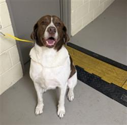 Shelter Stray Female Dog last seen Near BLOCK SPOTTED S AND PIPER LOOP, WINTER SPRINGS, 232 Eslinger Way, Sanford, FL 32773, USA