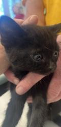 Shelter Stray Male Cat last seen ALAMANCE COUNTY, 221 Stone Quarry Rd, Burlington, NC 27217, USA