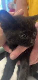 Shelter Stray Male Cat last seen ALAMANCE COUNTY, 221 Stone Quarry Rd, Burlington, NC 27217, USA