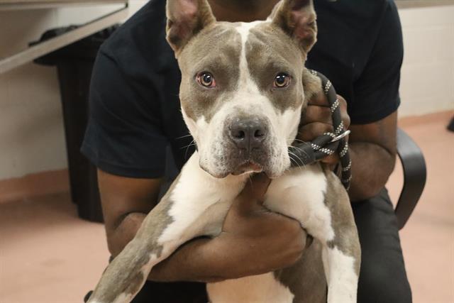 Shelter Stray Male Dog last seen Near BLOCK PINEVIEW RD, 127 Humane Ln, Columbia, SC 29201, USA
