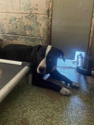 Shelter Stray Female Dog last seen Near BLOCK FARROW RD, 127 Humane Ln, Columbia, SC 29201, USA
