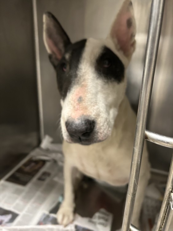 Shelter Stray Female Dog last seen , 14409 Vanowen St, Van Nuys, CA 91405, USA