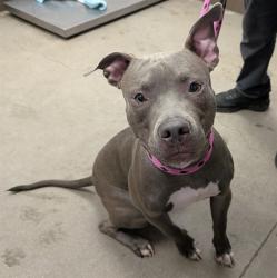 Shelter Stray Male Dog last seen , 4000 N Silverbell Rd, Tucson, AZ 85745, USA