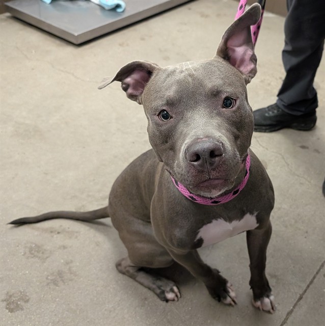 Shelter Stray Male Dog last seen , 4000 N Silverbell Rd, Tucson, AZ 85745, USA