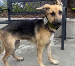 Shelter Stray Male Dog last seen , 957 N Gaffey St, San Pedro, CA 90731, USA