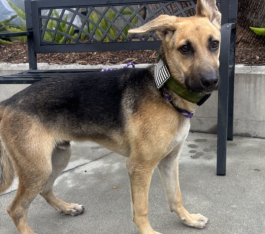Shelter Stray Male Dog last seen , 957 N Gaffey St, San Pedro, CA 90731, USA