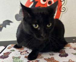 Shelter Stray Male Cat last seen , 957 N Gaffey St, San Pedro, CA 90731, USA