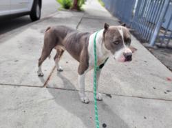 Shelter Stray Male Dog last seen , 957 N Gaffey St, San Pedro, CA 90731, USA