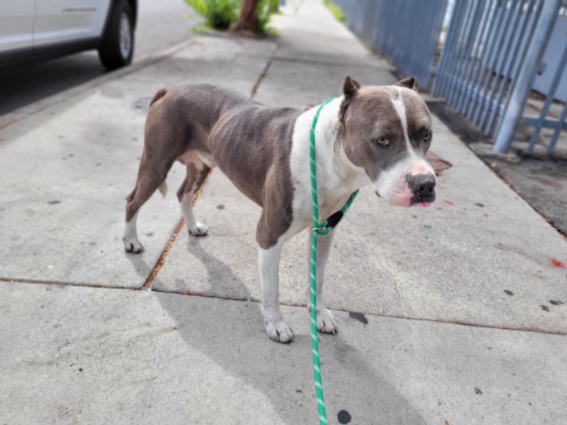 Shelter Stray Male Dog last seen , 957 N Gaffey St, San Pedro, CA 90731, USA