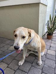 Shelter Stray Male Dog last seen Near BLOCK SW 226TH ST, 3599 NW 79th Ave, Doral, FL 33122, USA