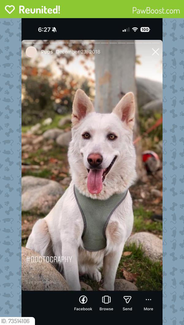 Reunited Female Dog last seen San Bernardino, CA, USA, San Bernardino, CA 92401
