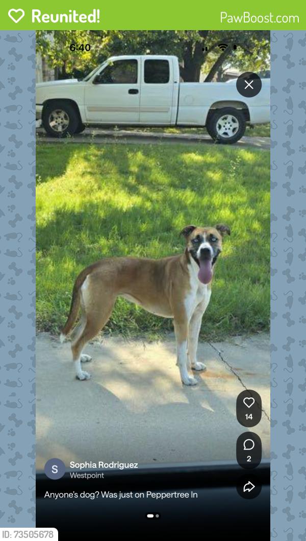 Reunited Female Dog last seen Park, Fort Worth, TX 76108