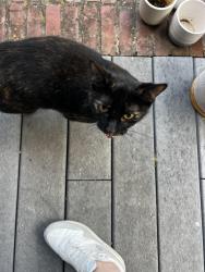 Found/Stray Unknown Cat last seen Harbert Ave and Barksdale, Memphis, TN 38104