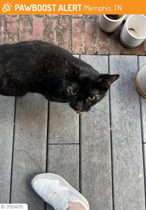 Found/Stray Unknown Cat last seen Harbert Ave and Barksdale, Memphis, TN 38104