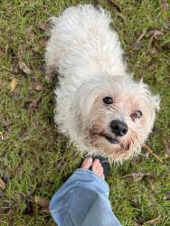 Found/Stray Male Dog last seen Three Mile Road & Argyle Road, Alabama, Usa, Mobile County, AL 36544