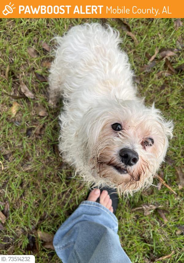 Found/Stray Male Dog last seen Three Mile Road & Argyle Road, Alabama, Usa, Mobile County, AL 36544