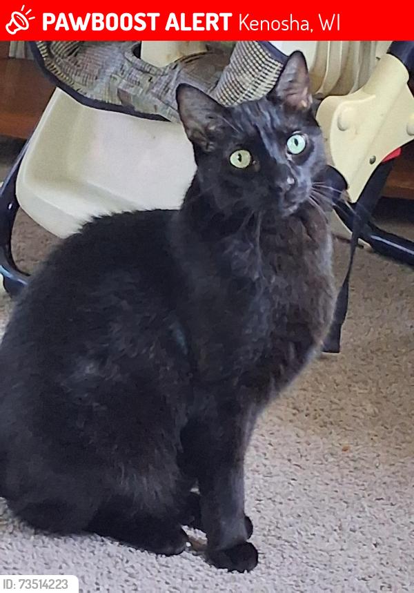 Lost Male Cat last seen Jefferson Elementary, Kenosha, WI 53140