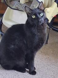 Lost Male Cat last seen Jefferson Elementary, Kenosha, WI 53140