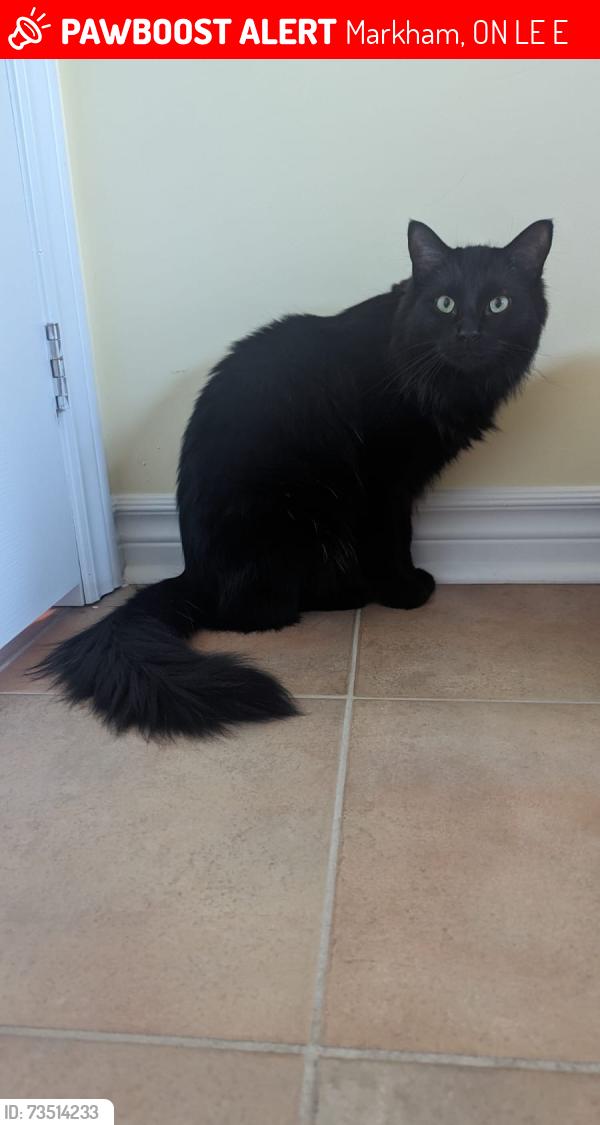 Lost Male Cat last seen Mingay & Major Mackenzie, Markham, ON L6E 0E7