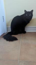 Lost Male Cat last seen Mingay & Major Mackenzie, Markham, ON L6E 0E7