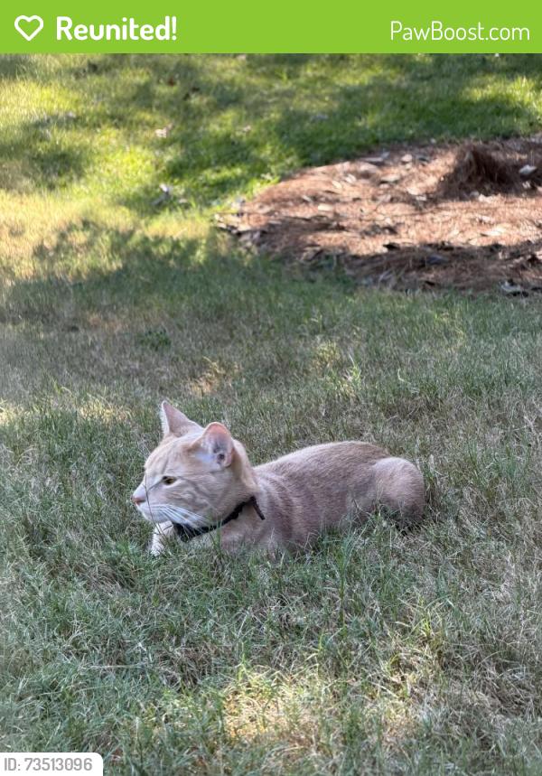 Reunited Male Cat last seen Harper avenue, auburn, Auburn, AL 36830