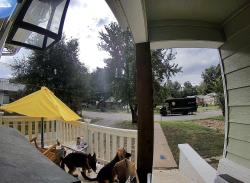 Reunited Male Dog last seen Near south 53rd Ave West Tulsa OK 74127, Tulsa, OK 74127