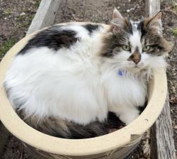 Reunited Female Cat last seen Devon road, Pascoe Vale, VIC 3044