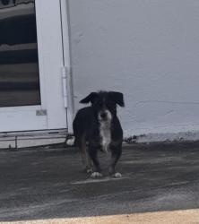 Found/Stray Unknown Dog last seen E 8 Ave, Hialeah, FL 33013