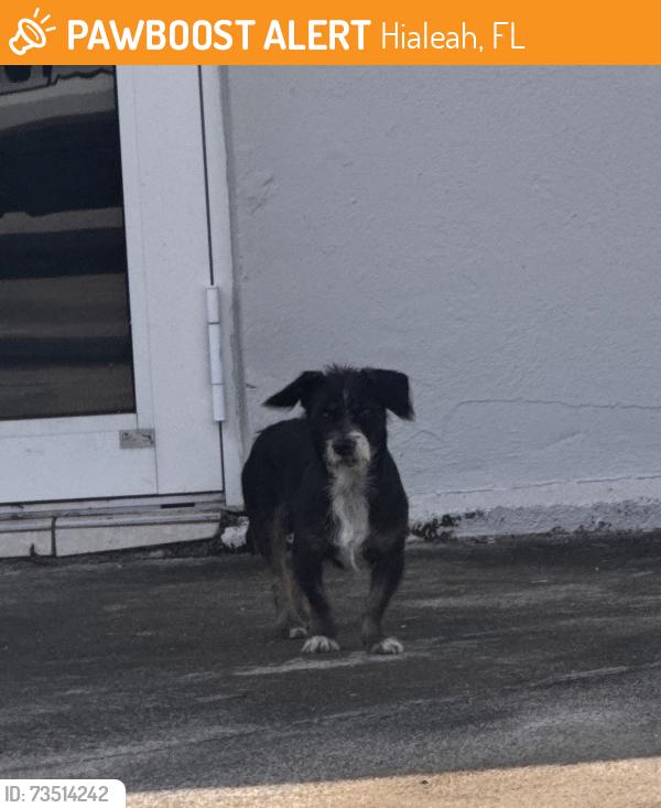 Found/Stray Unknown Dog last seen E 8 Ave, Hialeah, FL 33013