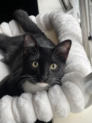 Reunited Male Cat last seen Walnut lake rd, Houston, TX 77065