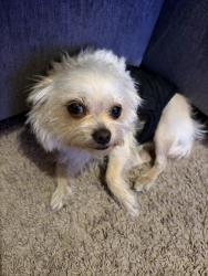 Found/Stray Female Dog last seen McDougald Blvd & Henry Long blvd, Stockton, CA 95206