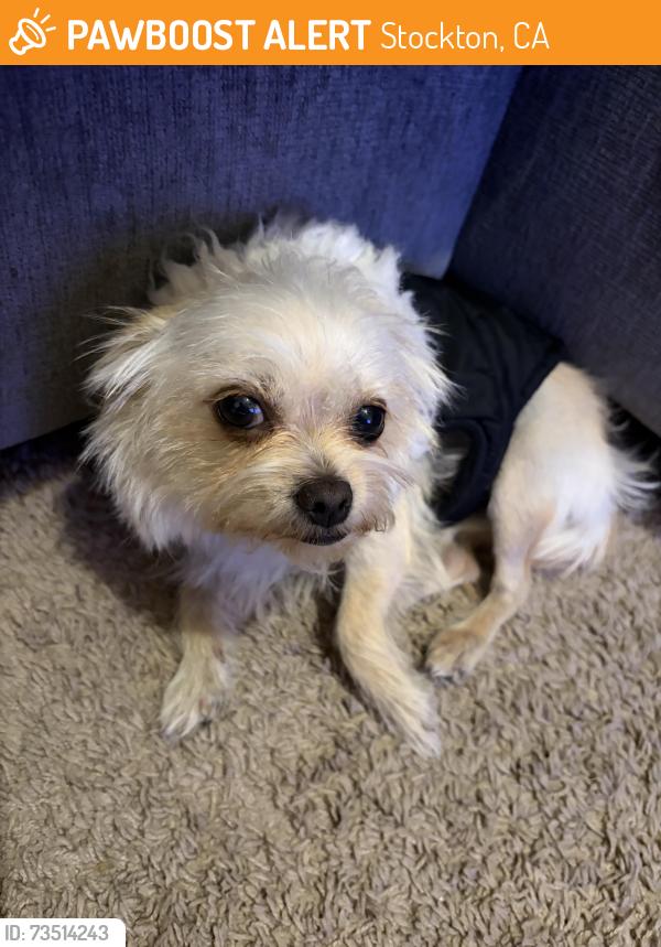 Found/Stray Female Dog last seen McDougald Blvd & Henry Long blvd, Stockton, CA 95206