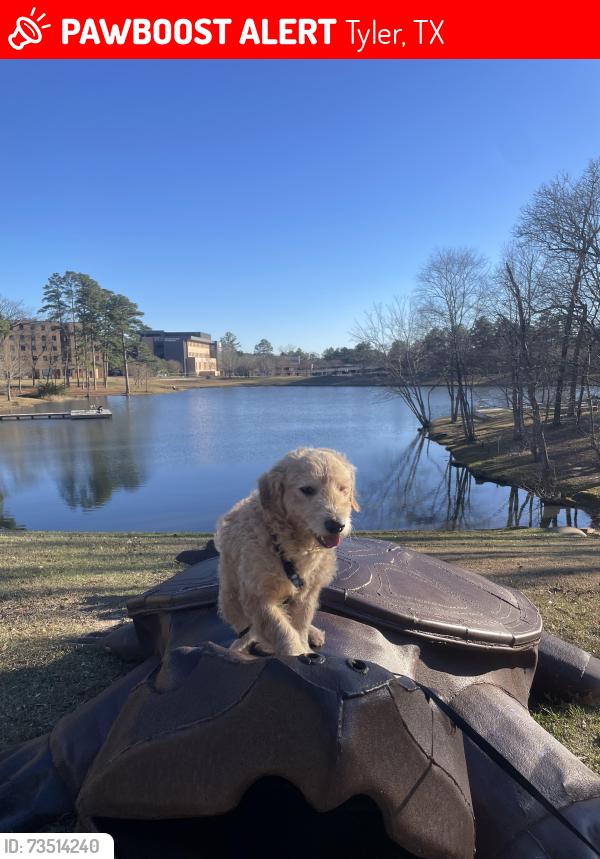 Lost Male Dog last seen mccoy road, Tyler, TX 75707