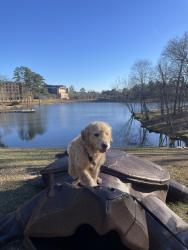 Lost Male Dog last seen mccoy road, Tyler, TX 75707