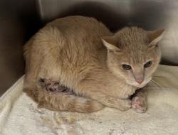 Shelter Stray Male Cat last seen Near Asbury Circle Atlanta, 30322, 30322, GA, 3280 Chamblee Dunwoody Rd, Chamblee, GA 30341, USA