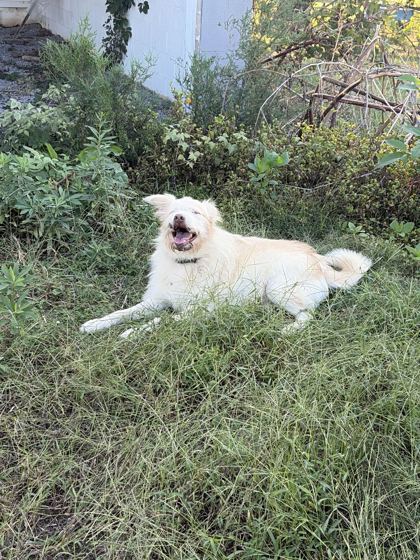 Shelter Stray Male Dog last seen Near Washington Pike, Knox County ASO, TN, 3201 Division St, Knoxville, TN 37919, USA