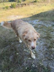 Shelter Stray Male Dog last seen Near Washington Pike, Knox County ASO, TN, 3201 Division St, Knoxville, TN 37919, USA