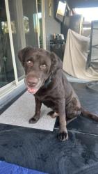 Found/Stray Male Dog last seen Baseline and 7th Ave, Phoenix, AZ 85041