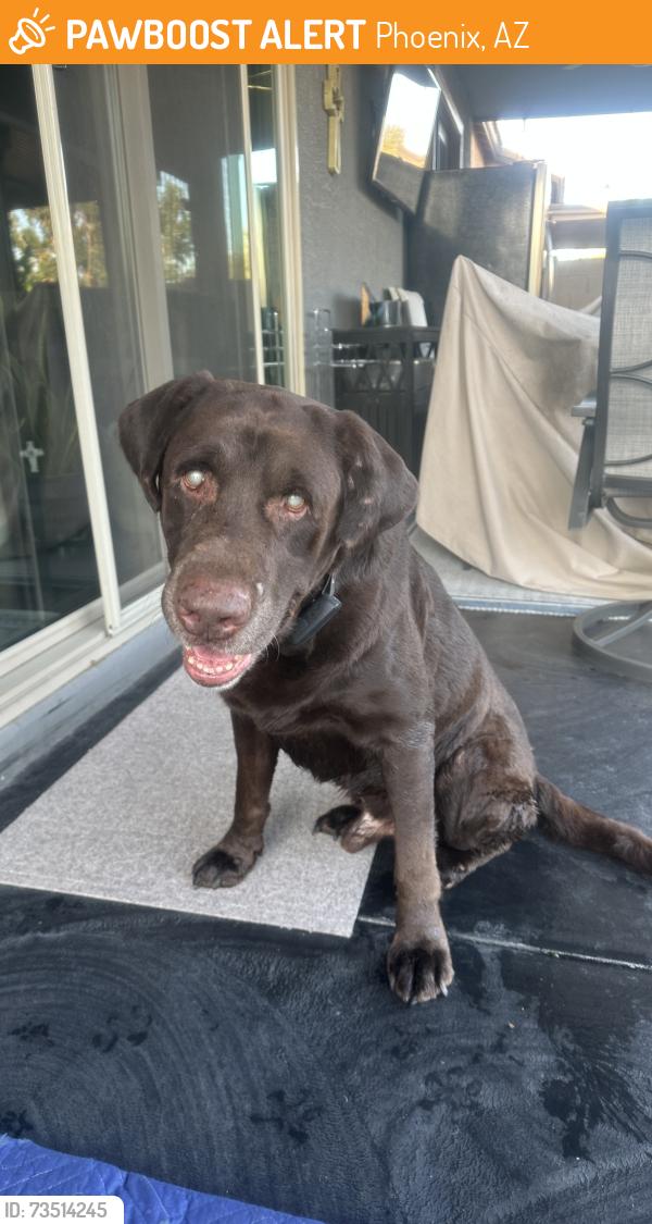 Found/Stray Male Dog last seen Baseline and 7th Ave, Phoenix, AZ 85041