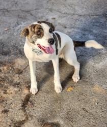 Shelter Stray Female Dog last seen Near PILGRIM FAMILY LN LIBERTY, SC 29657, PICKENS COUNTY, SC, 193 County Farm Rd, Pickens, SC 29671, USA