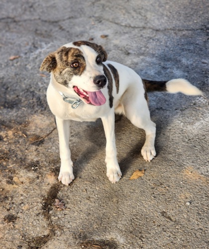 Shelter Stray Female Dog last seen Near PILGRIM FAMILY LN LIBERTY, SC 29657, PICKENS COUNTY, SC, 193 County Farm Rd, Pickens, SC 29671, USA