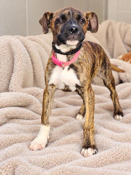 Shelter Stray Female Dog last seen Clemson, SC, PICKENS COUNTY, SC, 193 County Farm Rd, Pickens, SC 29671, USA