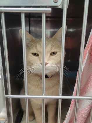 Shelter Stray Male Cat last seen Oak Edge Cir, Noblesville City, IN, 10501 Hague Rd, Fishers, IN 46038, USA