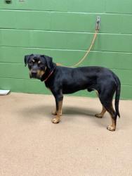Shelter Stray Male Dog last seen Near Pine Trail Rd 29697, Anderson County, SC, 1320 US-29, Anderson, SC 29626, USA