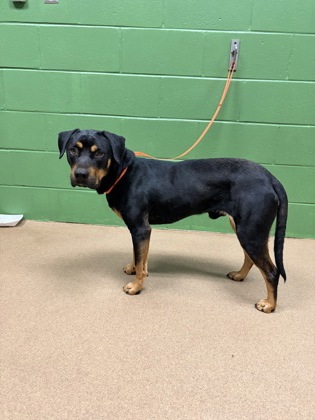 Shelter Stray Male Dog last seen Near Pine Trail Rd 29697, Anderson County, SC, 1320 US-29, Anderson, SC 29626, USA
